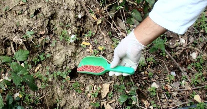 POTREBNO POŠTOVATI MJERE OPREZA Od 19. aprila počinje proljećna deratizacija