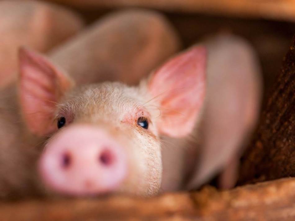 Na snazi nove mjere, dozvoljeno klanje i premještanje svinja