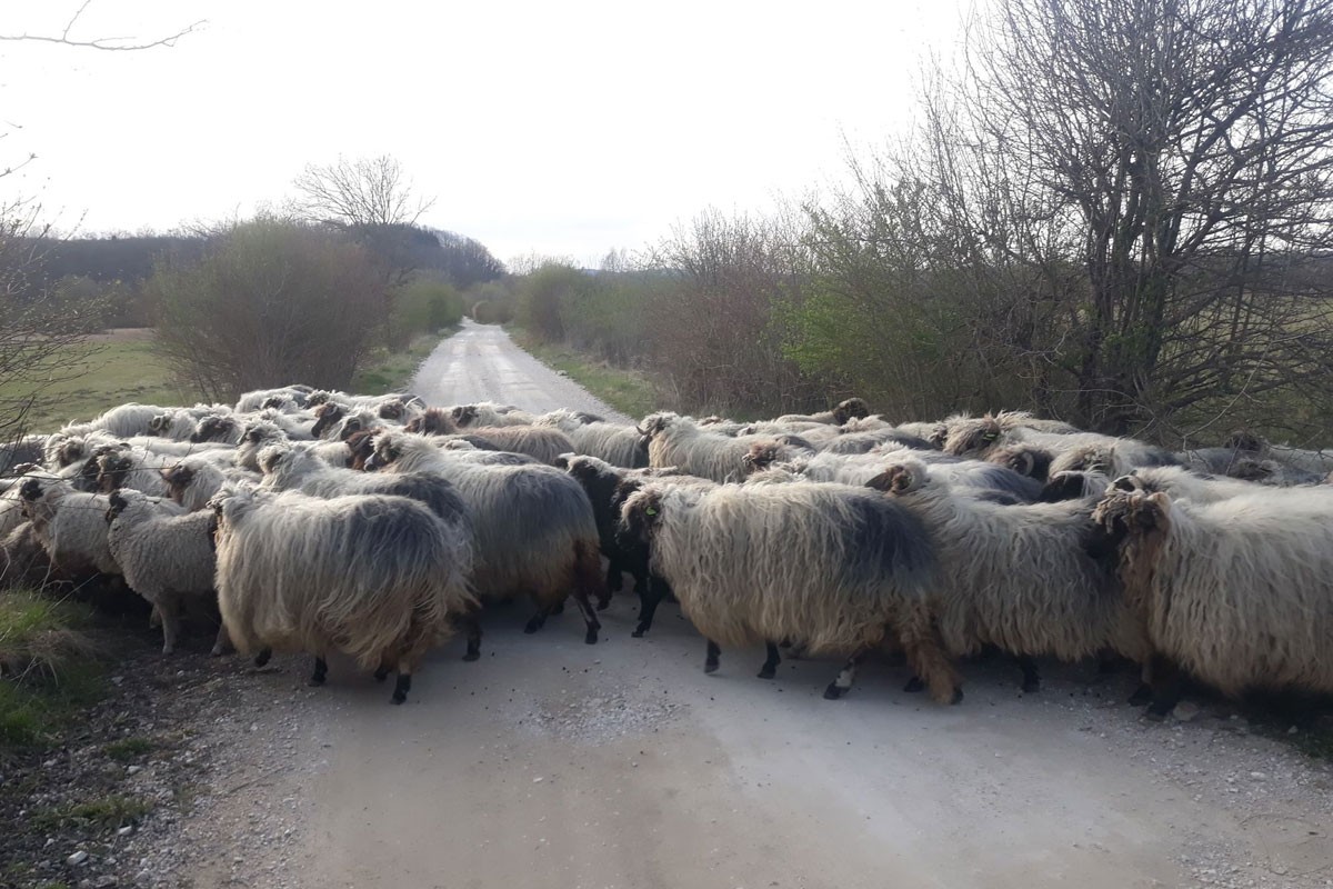 Nomadi jači od zakona, poljoprivrednici očajni