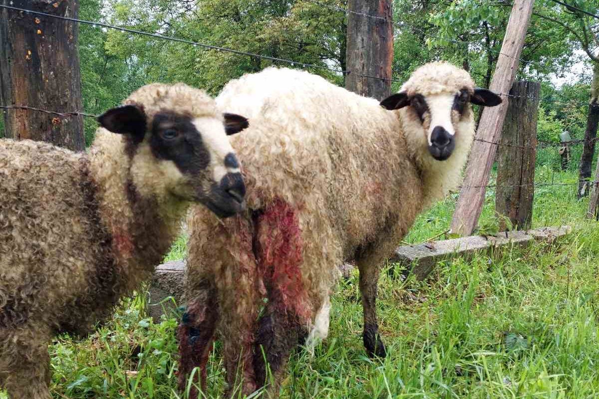 Psi lutalice rastrgali sedam ovaca kod Kotor Varoša