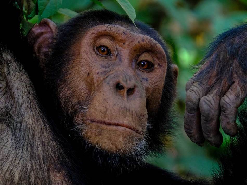 Vještačka inteligencija će nam omogućiti da razgovaramo sa životinjama!?