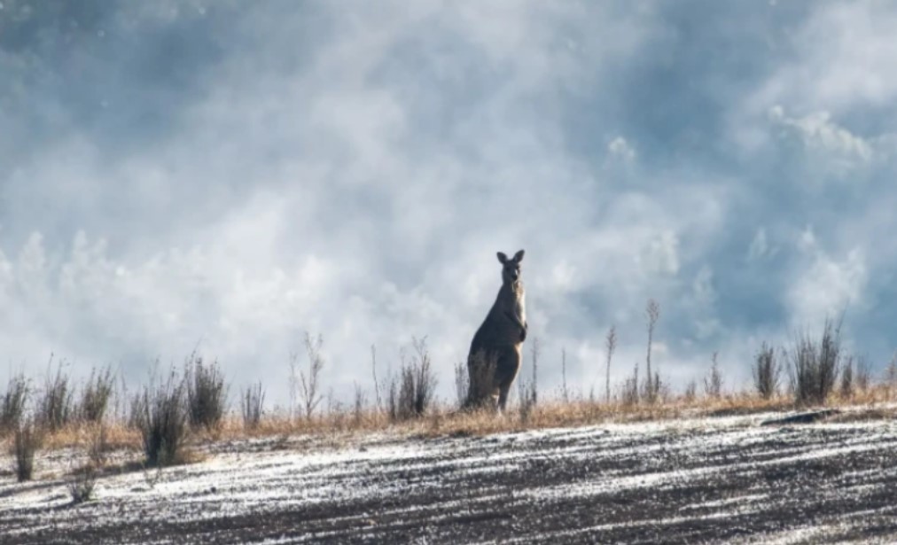 U AUSTRALIJI PAO SNIJEG! Kenguri prvi put uživaju u igrama na bijelom pokrivaču