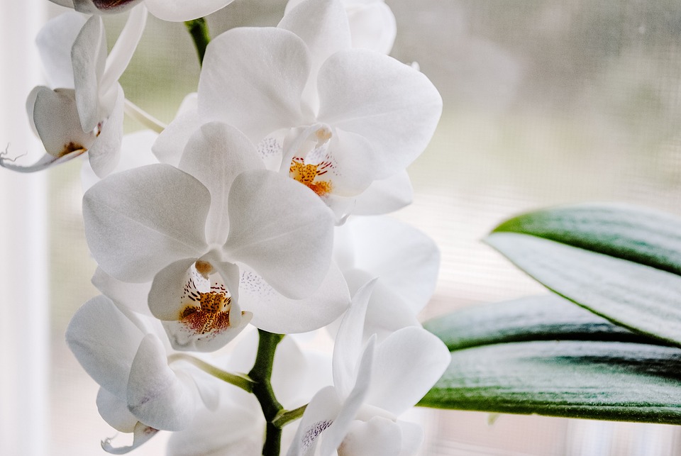 EVO SAVJET KAKO DA orhideja živne i ponovo procvjeta