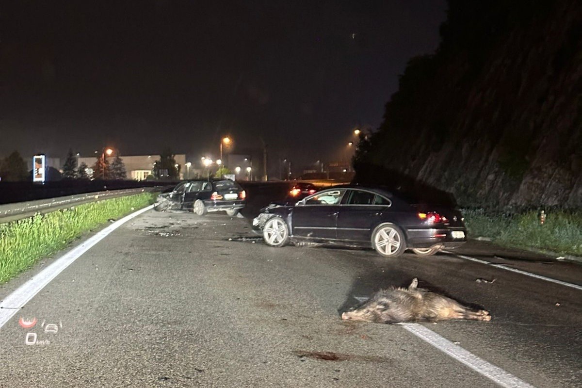 Divlje svinje izazvale dvije nezgode na autoputu Banjaluka-Gradiška, jedna osoba povrijeđena