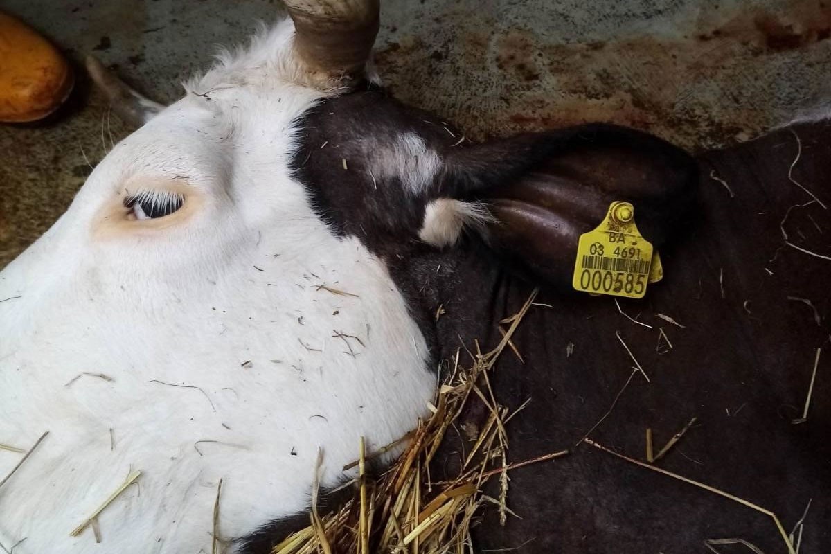 Struja ubila sedam krava kod Prijedora, telad bez kapi mlijeka