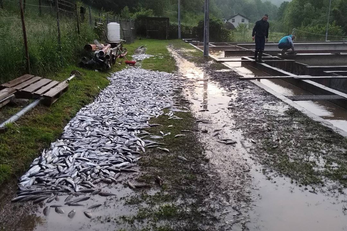 Zbog nevremena u Šipovu uginulo pet tona ribe 