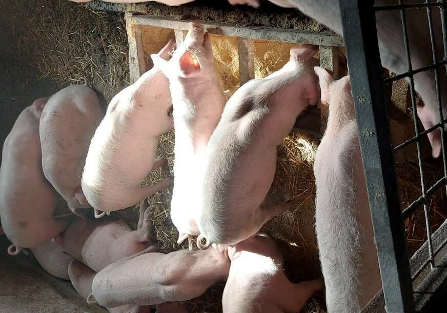 Afrička kuga se širi: Farmeri zabrinuti, traže zabranu uvoza svinja