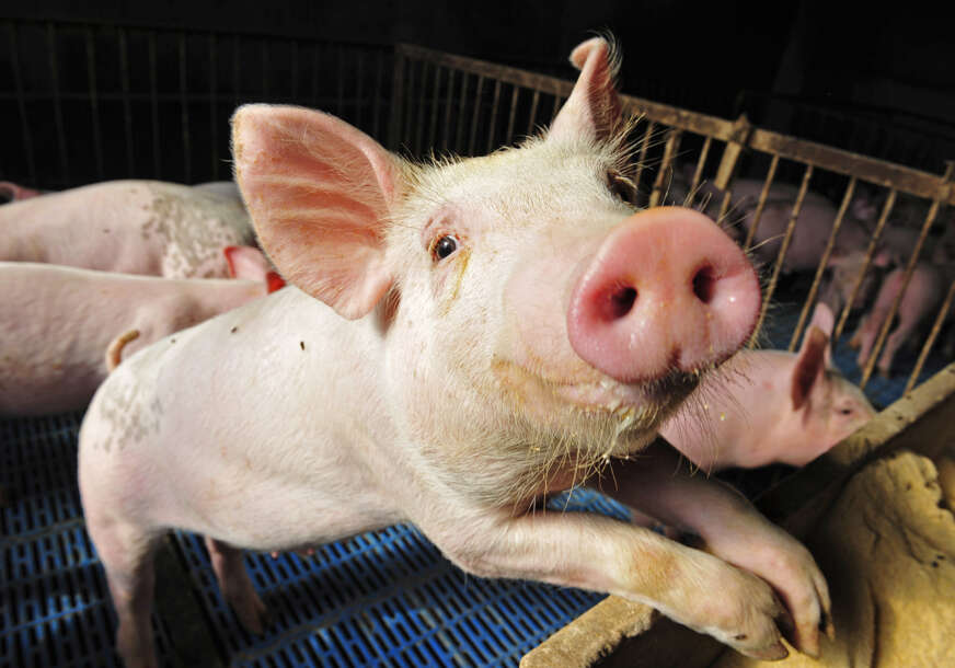 Kineska donacija: U Srpsku stiže nova oprema za suzbijanje afričke kuge svinja