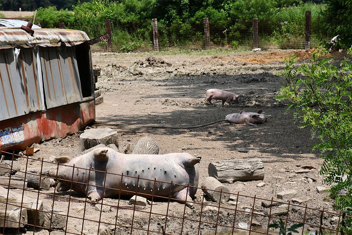 Traže radnike za utovar eutanaziranih svinja, pogledajte kolika je dnevnica