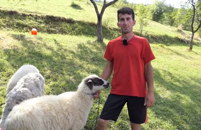 “Sve mi je više ovo dodijalo” Poznati pastir iz BiH ostavlja ovce i odlazi u Njemačku (VIDEO)