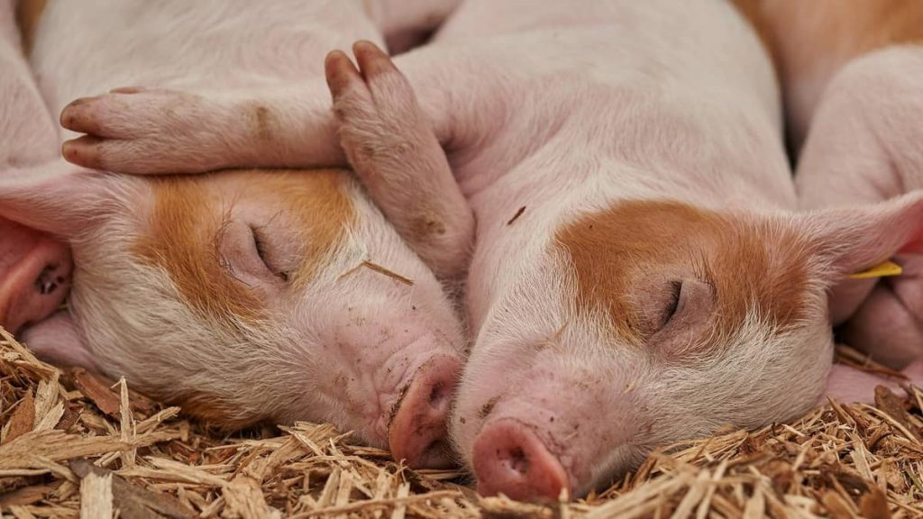Austrijske vlasti povratnicima s odmora: Ne donosite svinjske proizvode iz BiH i Srbije