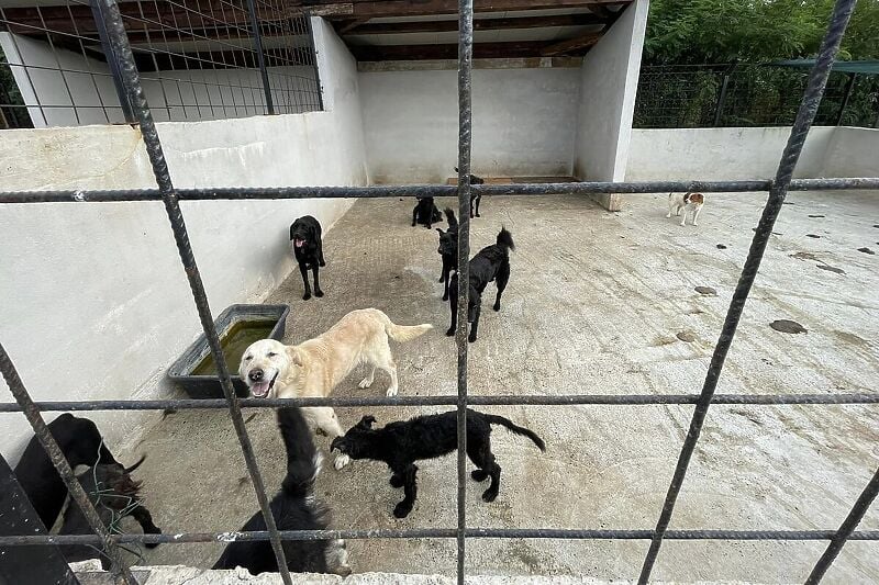UŽAS: U skloništu psi jeli jedni druge, iz azila kažu da je agresivnost izazvana supstancom