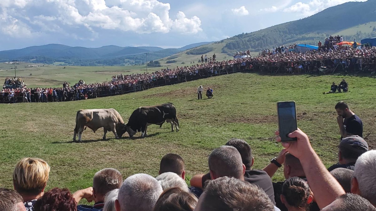 JABLAN POBIJEDIO AGRESORA Da li će se na borbi bikova na Kočićevom zboru desiti ono što nikad nije bilo (FOTO)