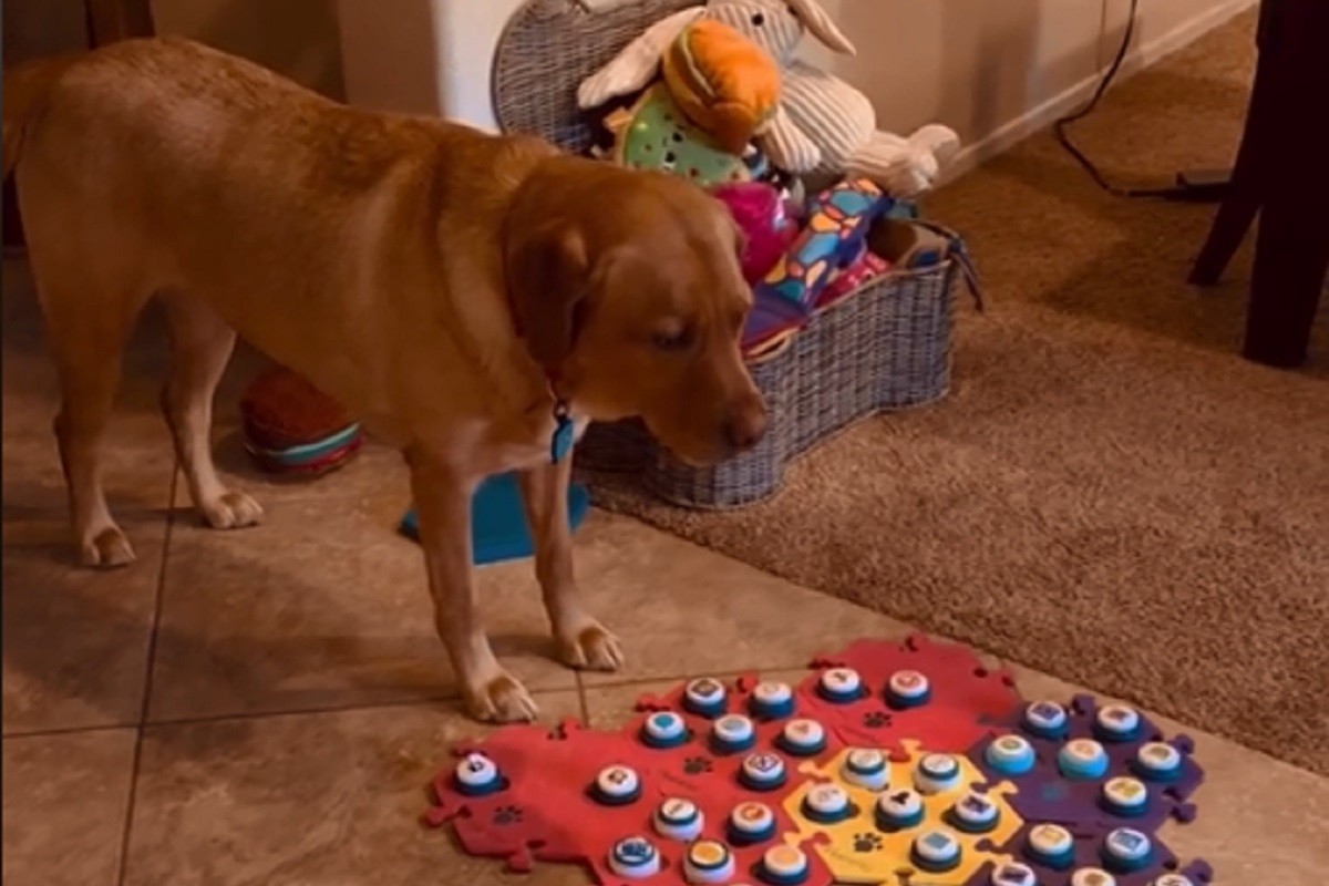Pas koji “govori” zaludio internet (VIDEO)
