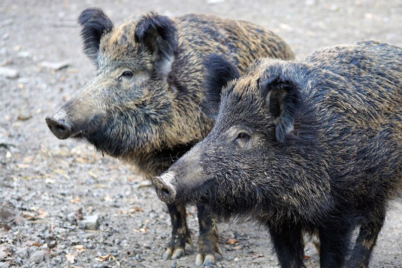 Novo masovno uginuće divljih svinja u Srpskoj, širi se afrička kuga