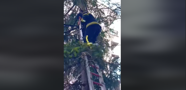 Banjalučki vatrogasci spasili mačku (VIDEO)