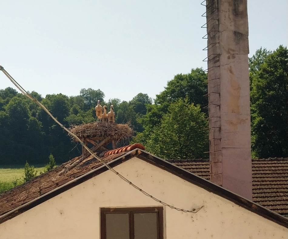 VRTILE SE RODE U Novom Gradu postavljena tri gnijezda, u jednom se izlegla tri mladunca (FOTO)