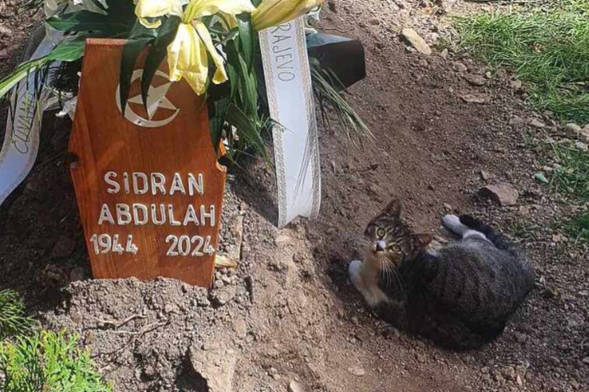 Mačka se ne odvaja od groba Abdulaha Sidrana