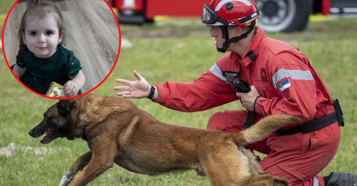 Pas Zigi ide u Bor: Pomagao u Turskoj, a sad će tražiti malu Danku