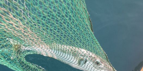 Najotrovnija riba na svijetu pojavila se u hrvatskom Jadranu