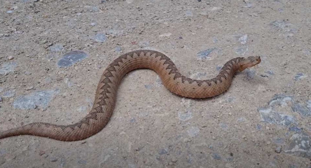 SVE ČEŠĆE U GRADSKIM SREDINAMA: Evo kako prepoznati otrovnu zmiju na području Banjaluke