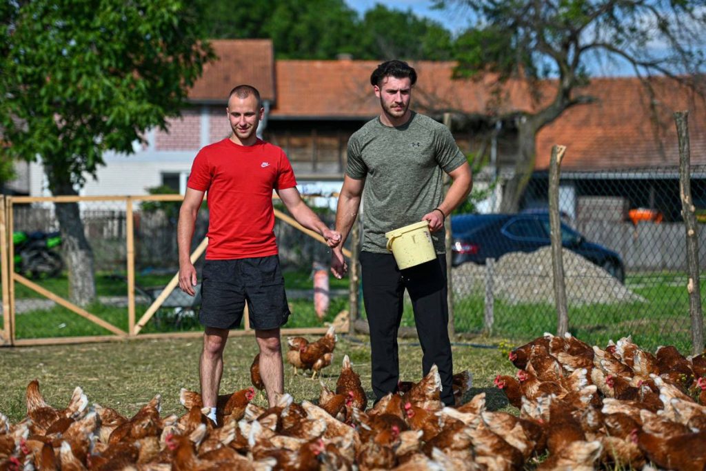 “Farma 5 jaja” senzacija na društvenim mrežama, pogledajte zašto (VIDEO)