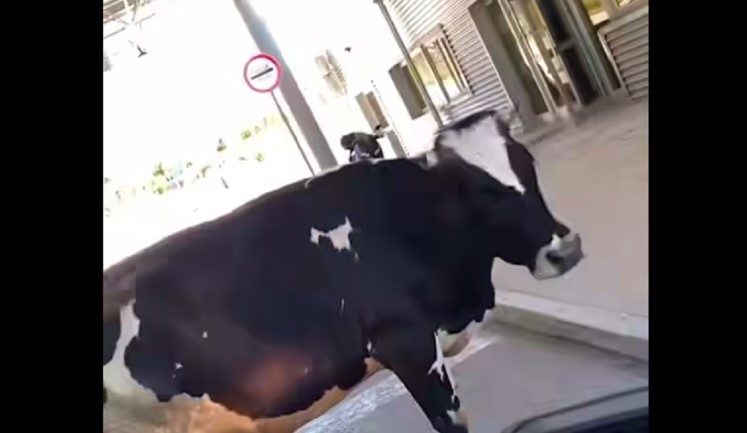 Krava stala na granicu i blokirala prolaz vozilima (VIDEO)