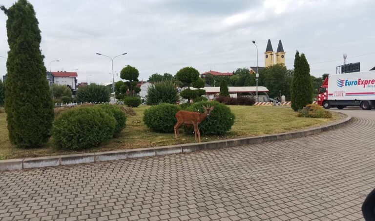 NEOBIČAN PRIZOR Lane usred kružnog toka u Banjaluci