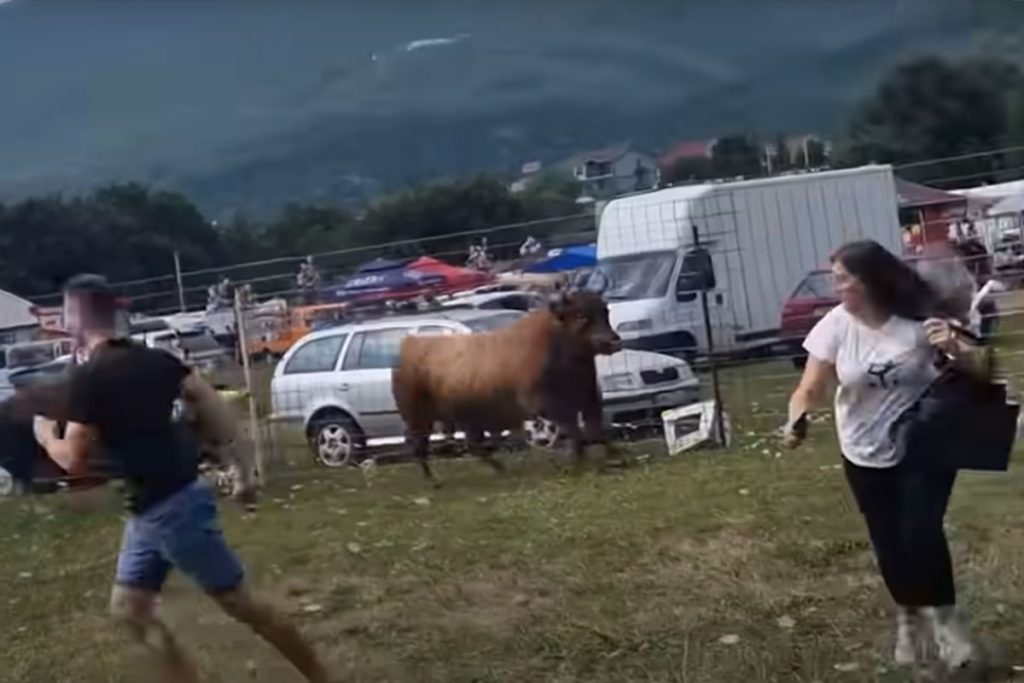 Drama tokom koride u BiH: Bik uletio u publiku (VIDEO)