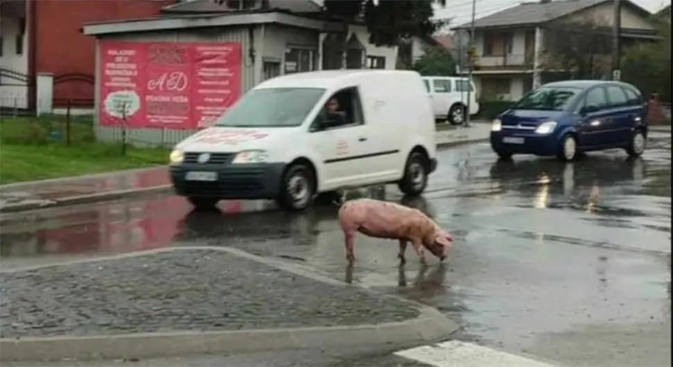 Neobičan prizor u Prijedoru: Prase u kružnom toku