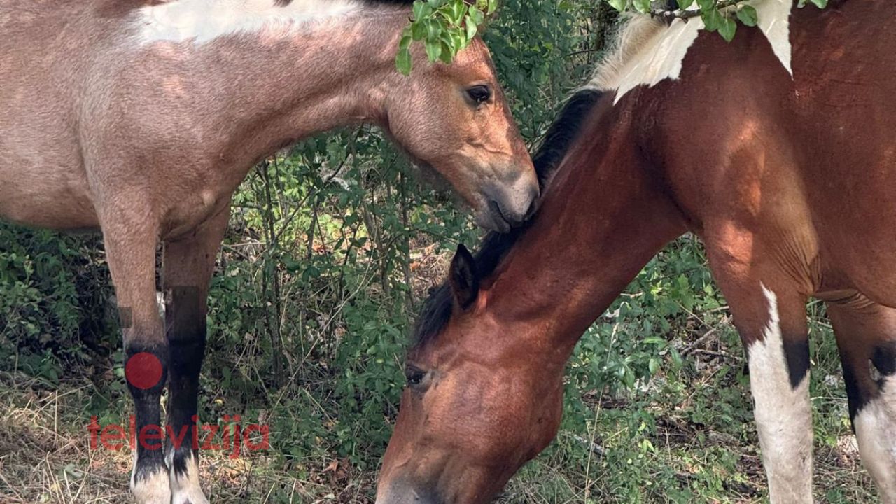 Ukrao konja i ždrijebe sa ograđene livade