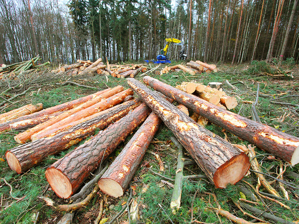 ČEŠLJANJE U “ŠUMAMA RS” Pokrenut postupak za utvrđivanje odgovornosti 22 direktora