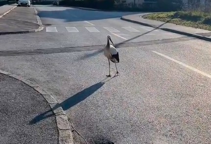 Djevojke pronašle RANJENU RODU, pa je spasle i dale joj ime Nada (VIDEO)