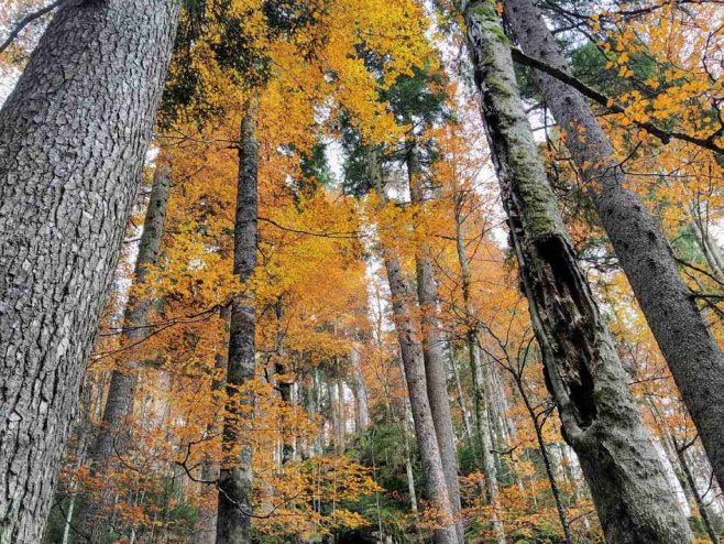 Prašuma Јanj prirodno dobro od svjetskog značaja