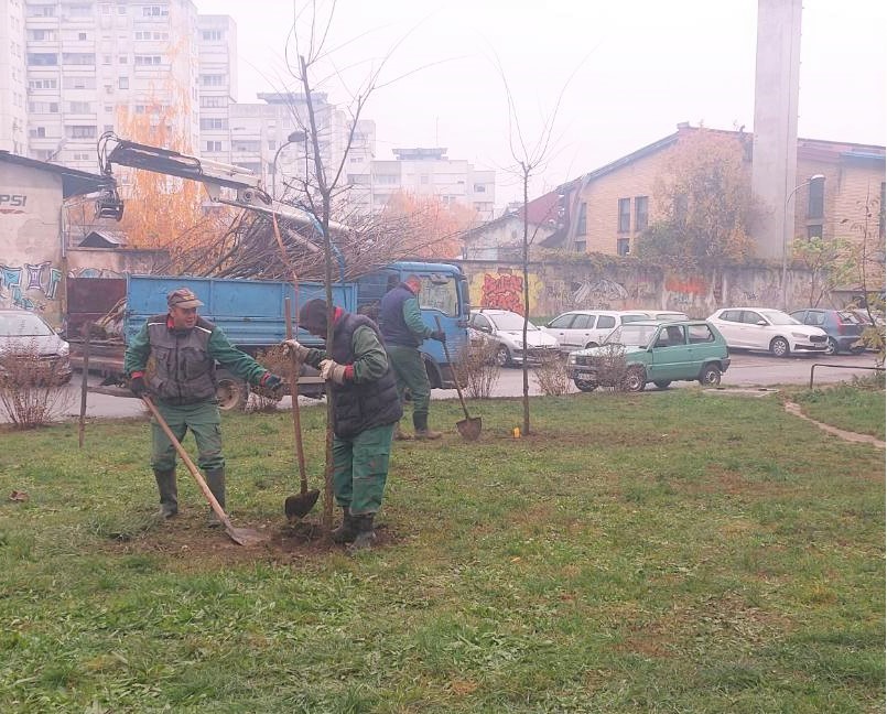 Počela jesenja sadnja: Banjaluka bogatija za još 400 stabala