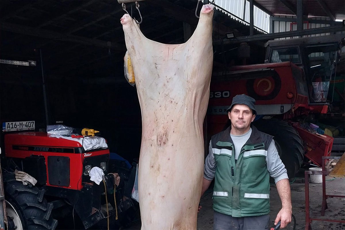 Dervenćanin uzgojio tovljenika teškog čak 430 kg
