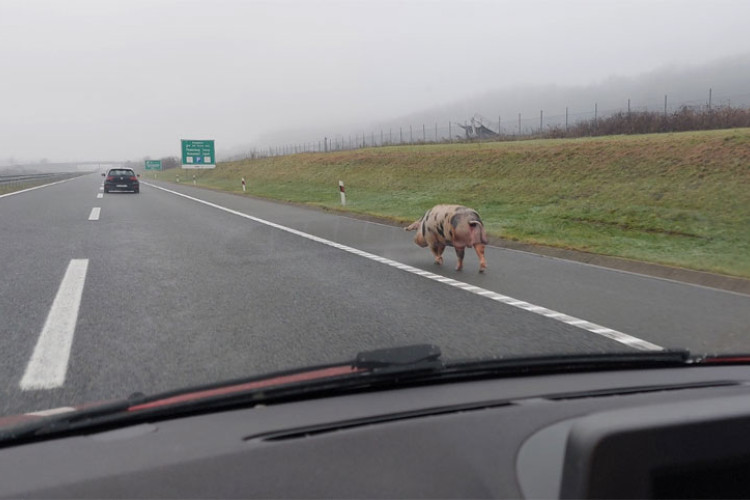 Svinja šeta autoputem Banjaluka – Gradiška (VIDEO)