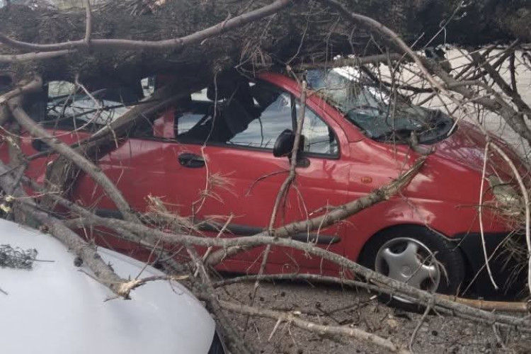 Jak vjetar pravi haos: Palo drveće, uništena vozila!