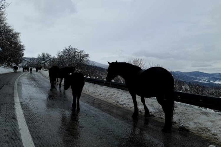 OPREZ – Snijeg, poledica, jak vjetar i konji na putu