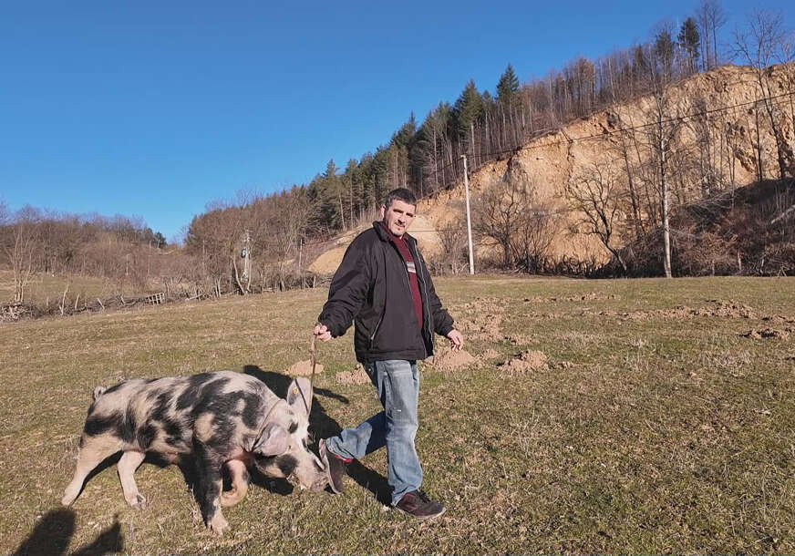 NEVIĐENI ZAVODNIK ŠARAC Vepar drži pod kontrolom 400 krmača, ima 10.000 potomaka (FOTO)