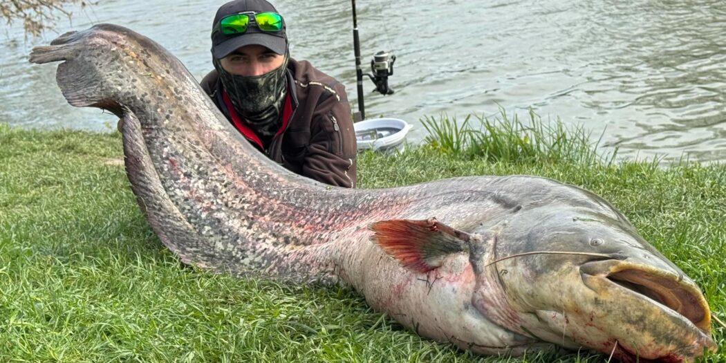 Brane Vujasin upecao soma od 50 kg