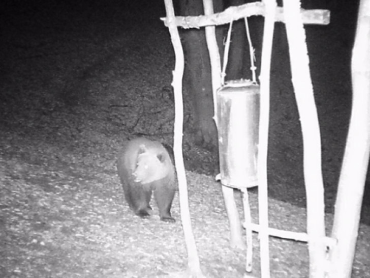 Medvjed napao muškarca na Vlašiću (VIDEO)