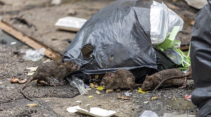 Proglašena epidemija leptospiroze u Kantonu Sarajevo