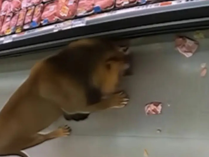 Nesvakidašnja scena: Lav ušetao u supermarket