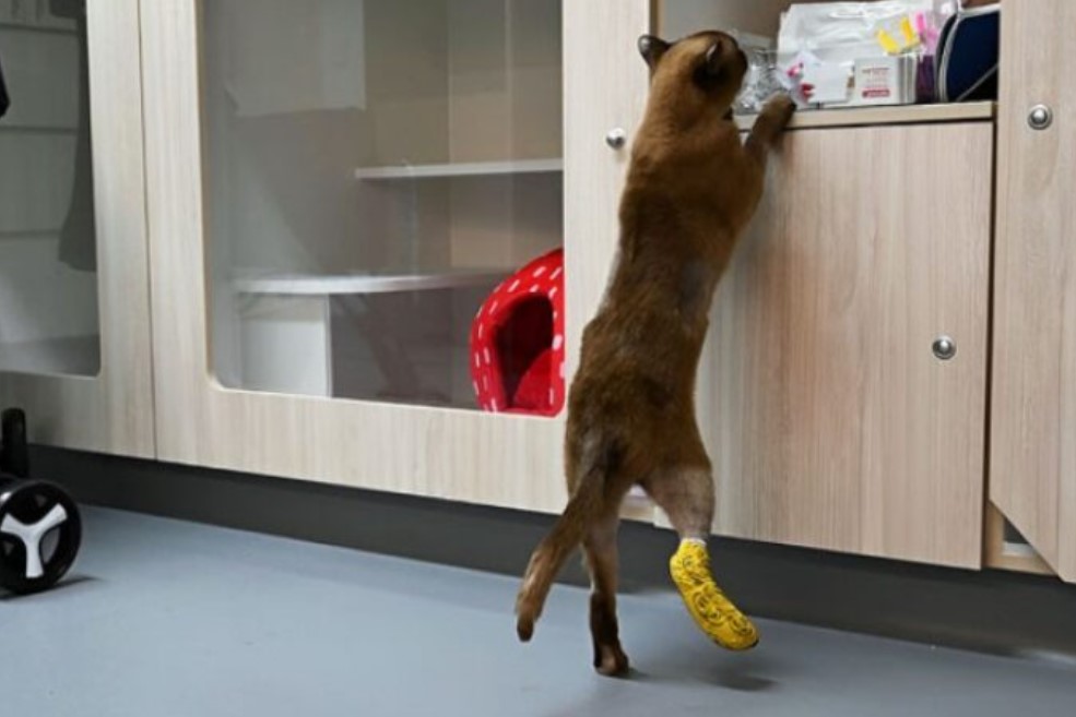 Mačak Pablo preživio ciklus pranja od 3.000 obrtaja