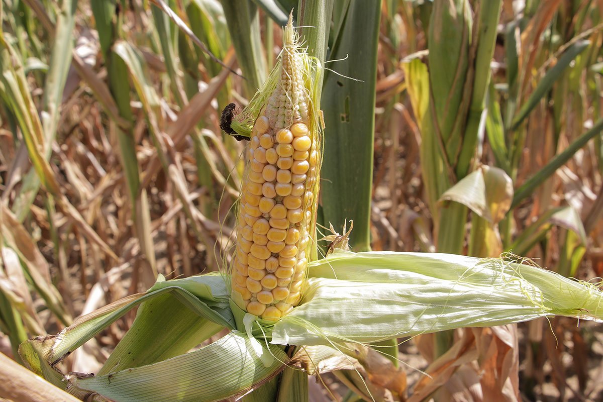 Suša uništila kukuruz, neće biti dovoljno hrane za stoku