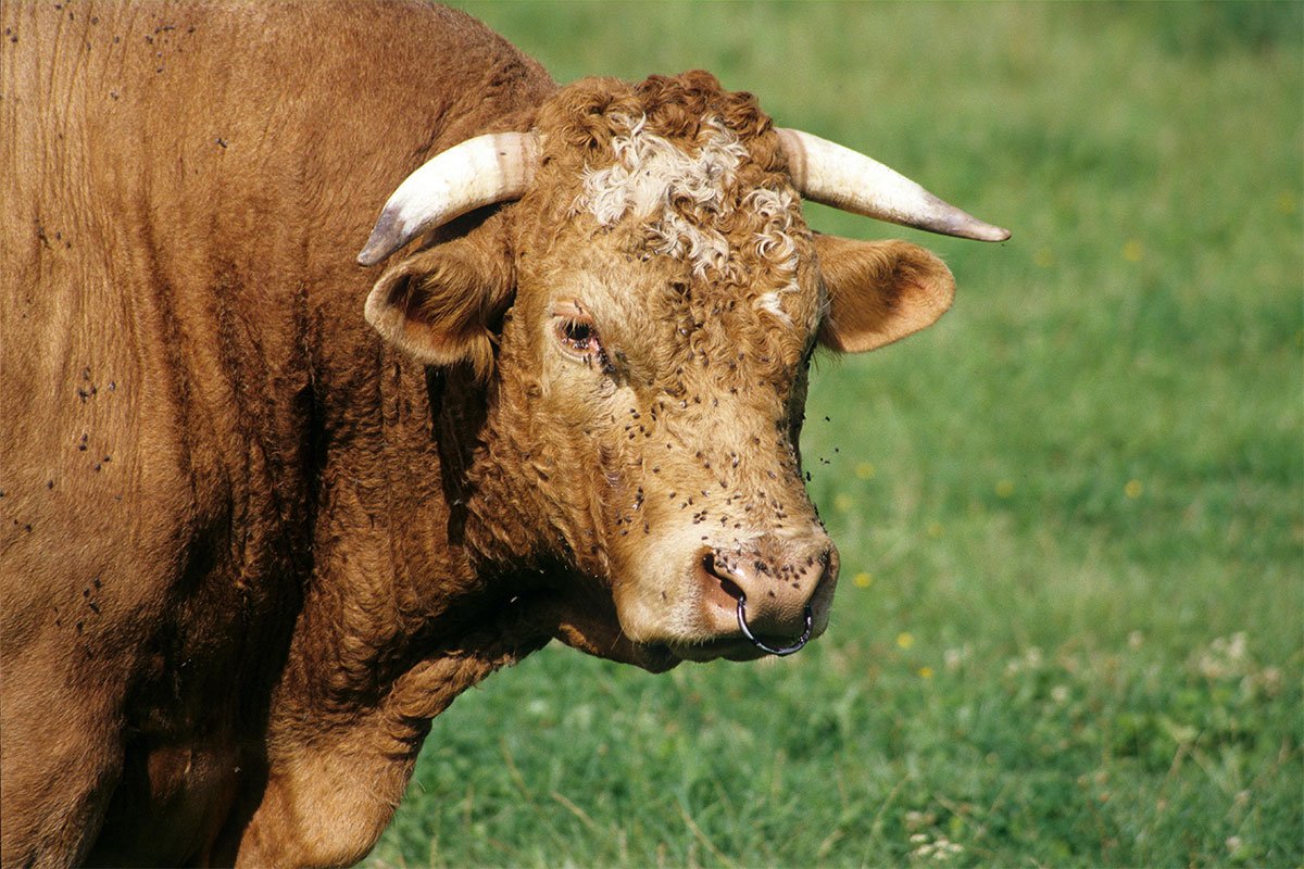 Detalji nesreće u Donjem Vakufu: “Pogodio ga u arteriju”