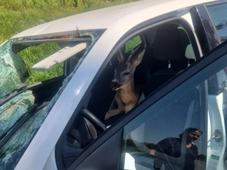 Srndać kroz vjetrobran uletio u automobil