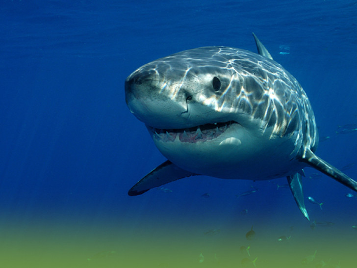 OPREZ: Najezda ajkula na Jadranu!