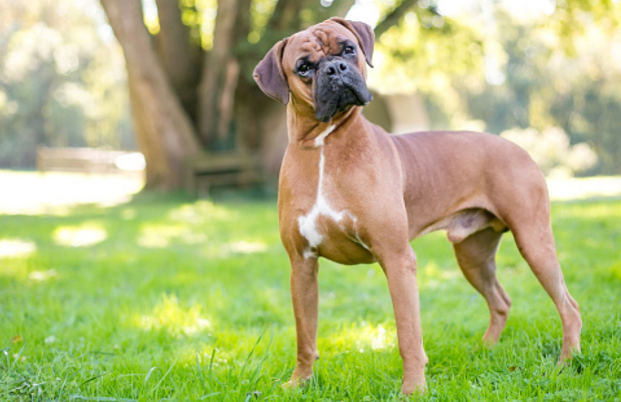 Pas iskopao rupu ispod ograde i špijunirao komšije (VIDEO)